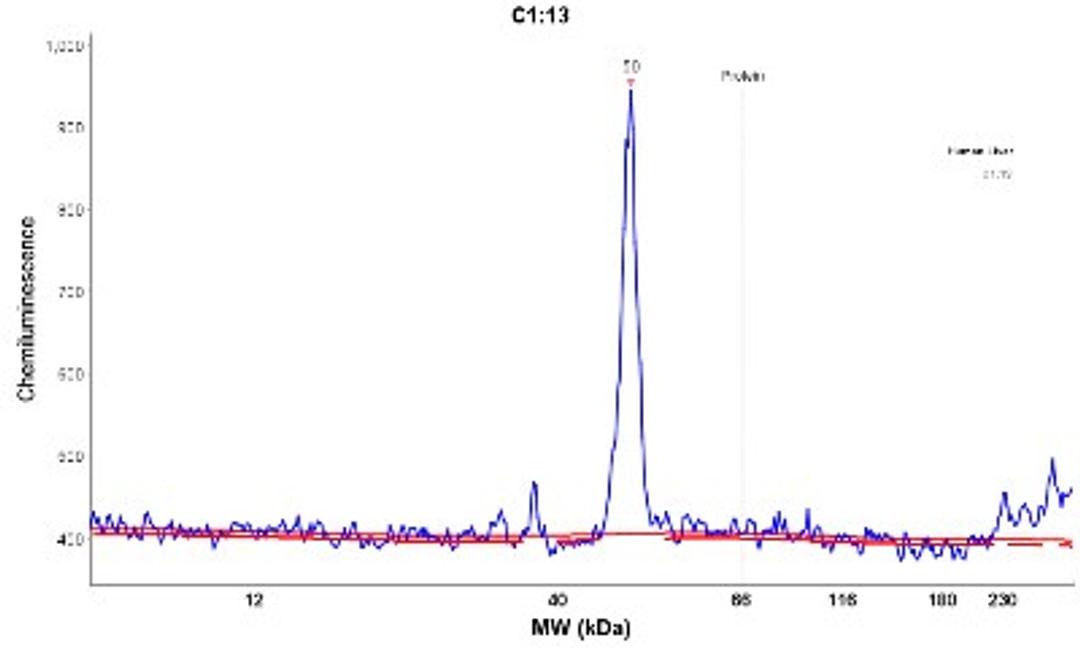 Simple Western: ZDHHC2 Antibody [NBP2-13541] - Electropherogram image(s) of corresponding Simple Western lane view. ZDHHC2 antibody was used at 1:20 dilution on Liver lysate(s).