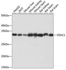 Western blot - VDAC1 antibody (A19707)