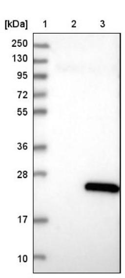 Western Blot: DUSP22 Antibody [NBP1-83078] - Lane 1: Marker [kDa] 250, 130, 95, 72, 55, 36, 28, 17, 10<br/>Lane 2: Negative control (vector only transfected HEK293T lysate)<br/>Lane 3: Over-expression lysate (Co-expressed with a C-terminal myc-DDK tag (~3.1 kDa) in mammalian HEK293T cells, LY402758)