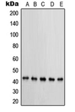 Western blot analysis of MCF7 (Lane 1), KNRK (Lane 2), NIH3T3 (Lane 3), HeLa (Lane 4), BT20 (Lane 5) whole cell lysates using PRKAR1B antibody