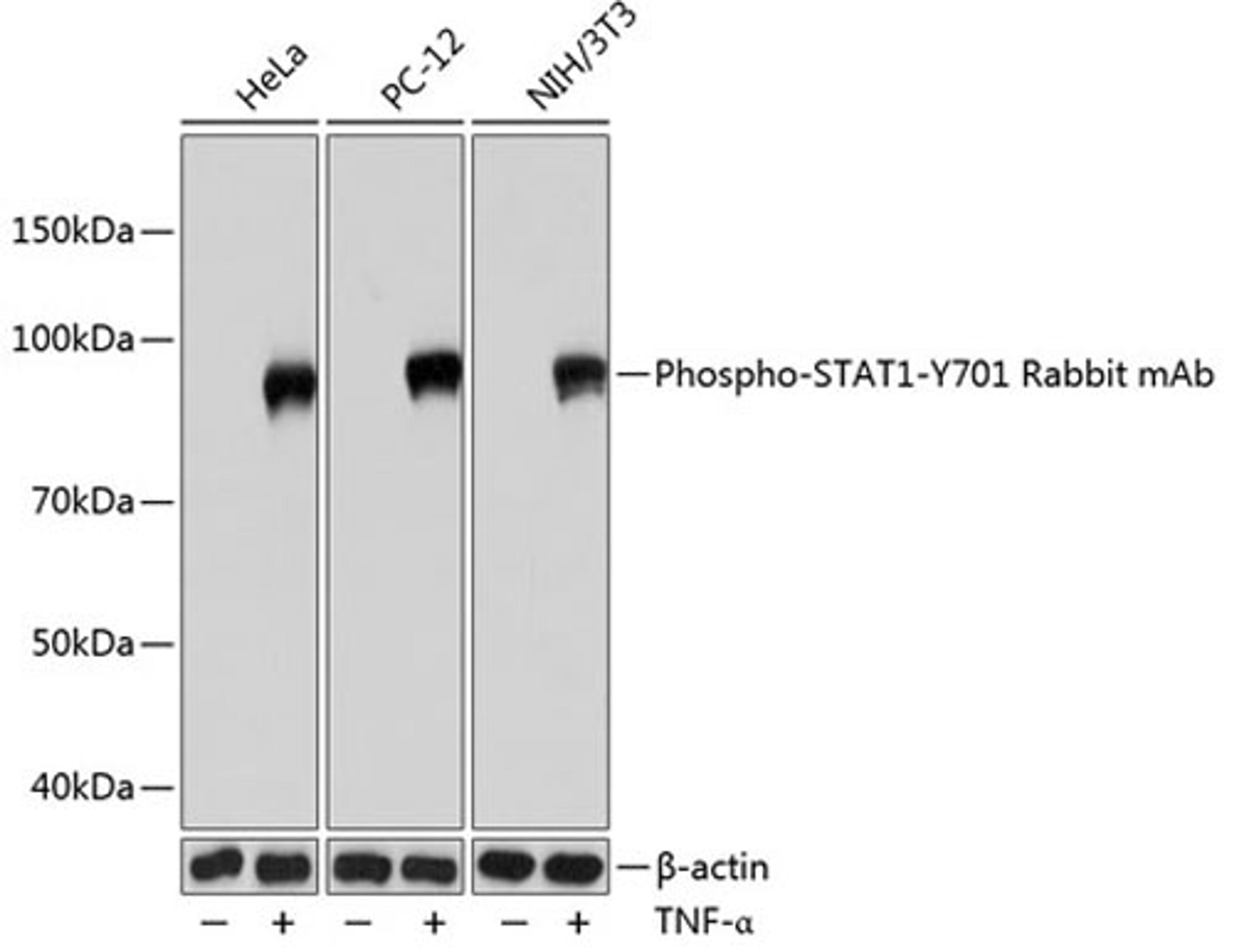 Western blot - Phospho-STAT1-Y701 Rabbit mAb (AP0054)