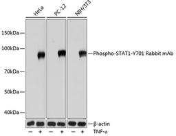 Western blot - Phospho-STAT1-Y701 Rabbit mAb (AP0054)