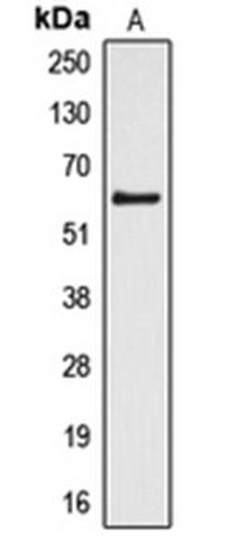 Western blot analysis of HL60 (Lane 1) whole cell lysates using CYP4Z1 antibody