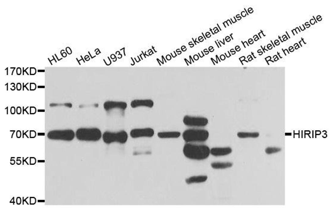 Western blot analysis of extracts of various cell lines using HIRIP3 antibody