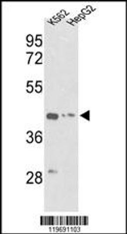 Western blot analysis of ACTG1 Antibody in K562, HepG2 cell line lysates (35ug/lane)