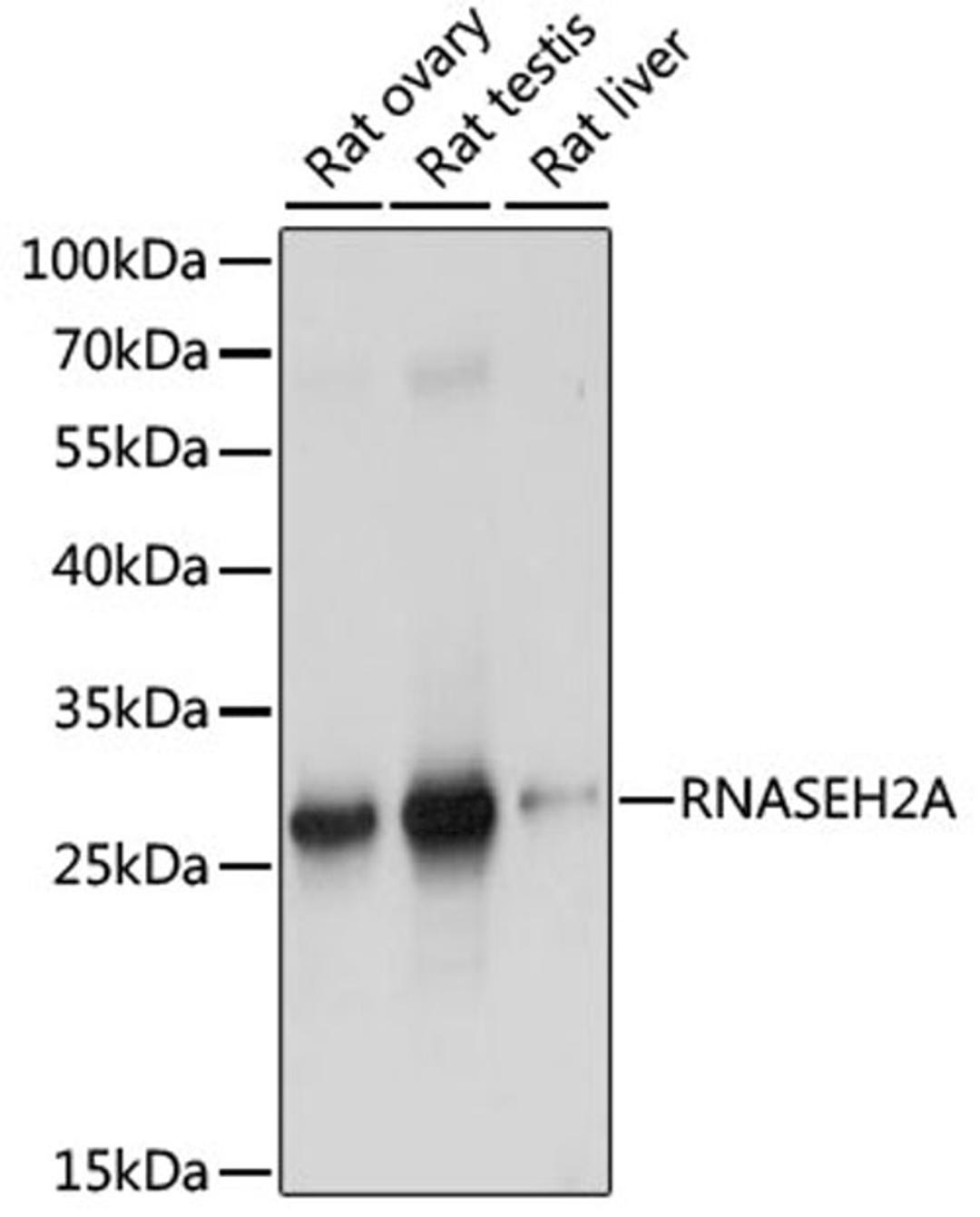 Western blot - RNASEH2A antibody (A15132)