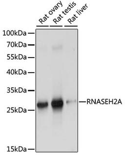 Western blot - RNASEH2A antibody (A15132)