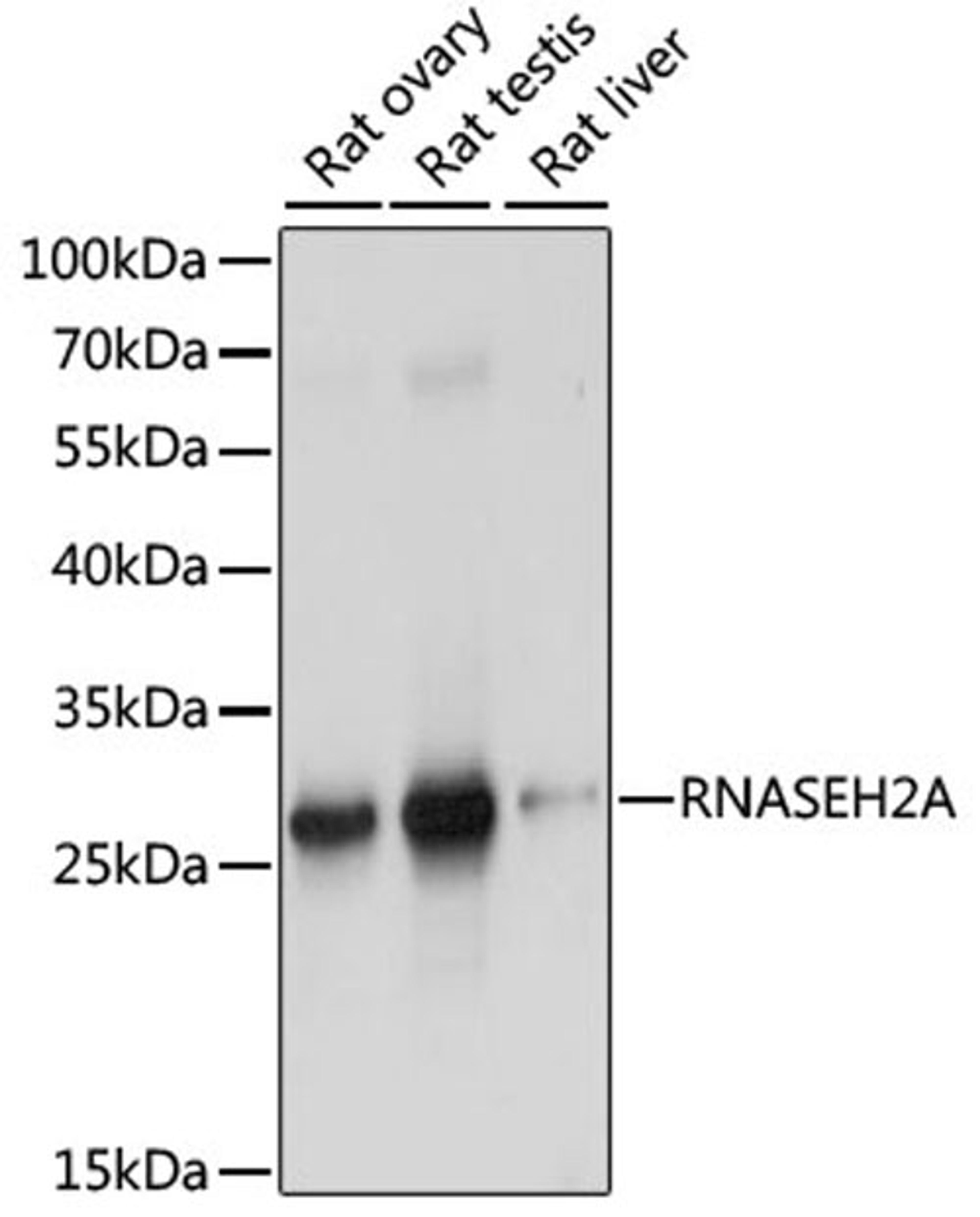 Western blot - RNASEH2A antibody (A15132)