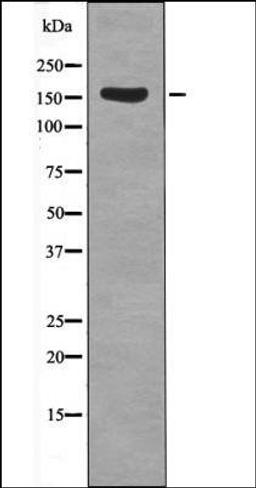 Western blot analysis of Insulin treated HeLa whole cell lysates using Met -Phospho-Tyr1235- antibody