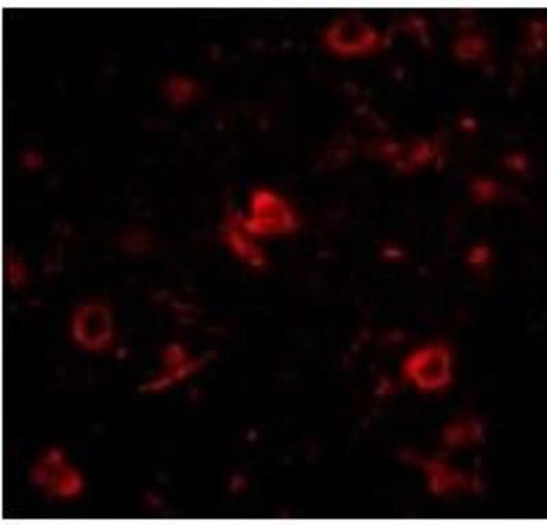 Immunocytochemistry/Immunofluorescence: Nanos3 Antibody [NBP1-76919] - in Human Brain cells.