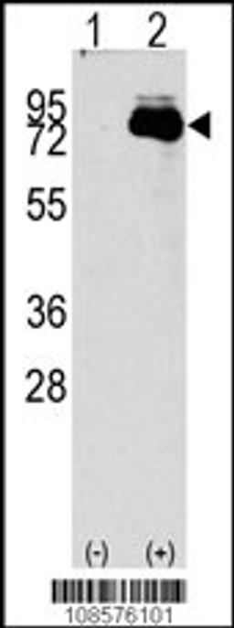 Western blot analysis of NUAK2 using rabbit polyclonal NUAK2 Antibody using 293 cell lysates (2 ug/lane) either nontransfected (Lane 1) or transiently transfected with the NUAK2 gene (Lane 2).