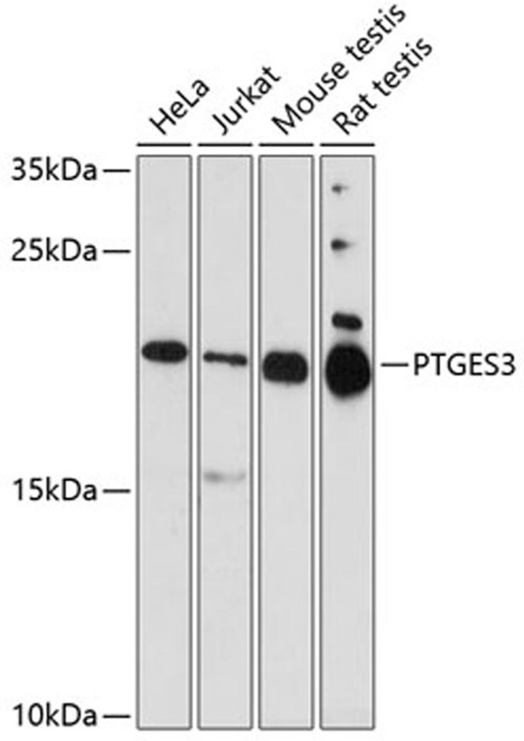 Western blot - PTGES3 antibody (A5325)