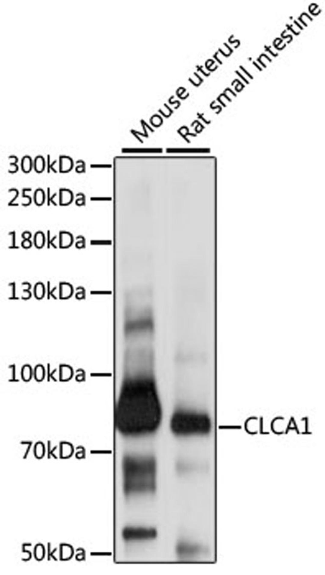 Western blot - CLCA1 antibody (A15041)