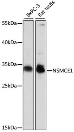 Western blot - NSMCE1 antibody (A15966)