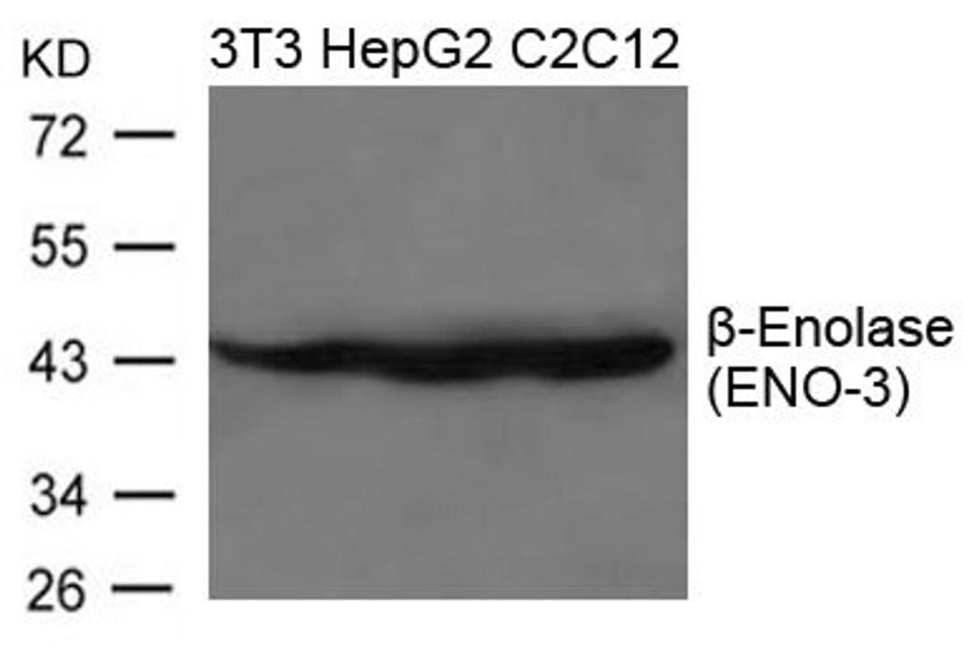 Western blot analysis of 3T3, HepG2 and C2C12 cells using b-Enolase(ENO-3) antibody