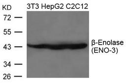 Western blot analysis of 3T3, HepG2 and C2C12 cells using b-Enolase(ENO-3) antibody