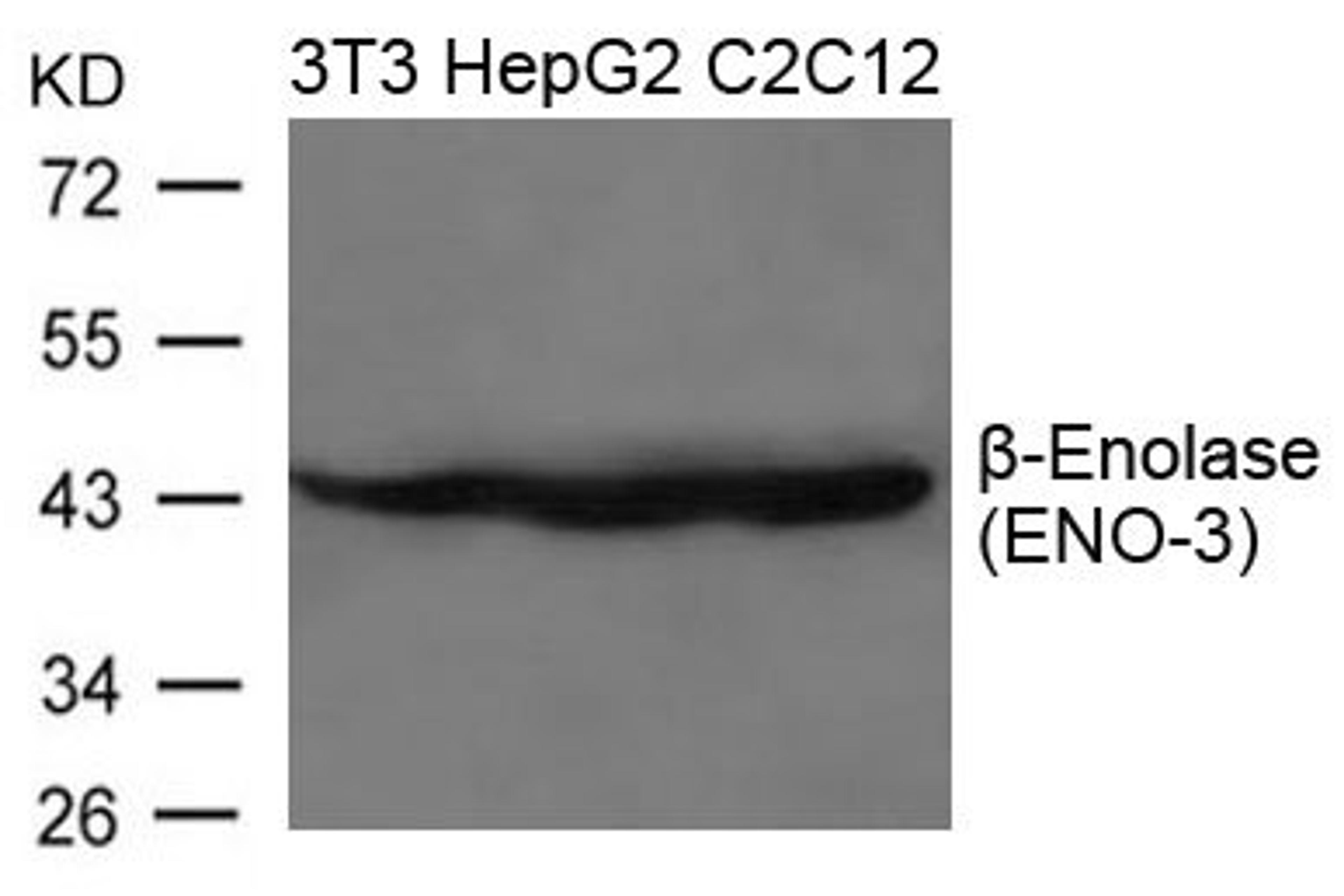 Western blot analysis of 3T3, HepG2 and C2C12 cells using b-Enolase(ENO-3) antibody