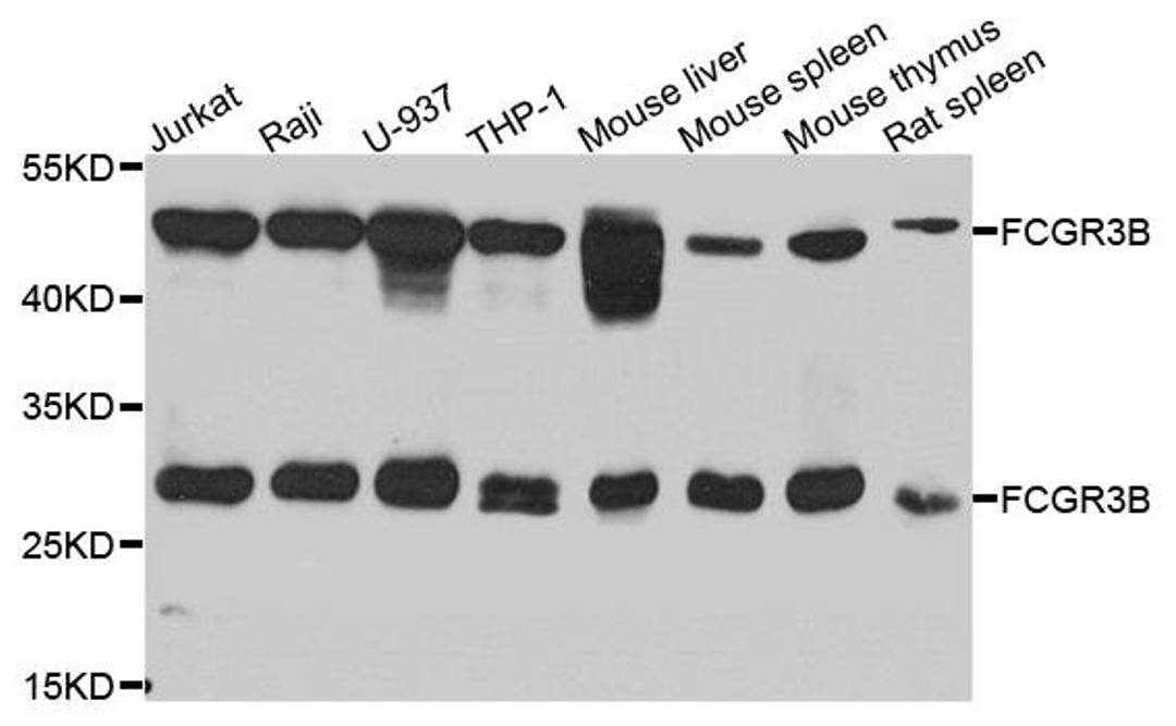 Western blot analysis of extracts of various cell lines using FCGR3B antibody