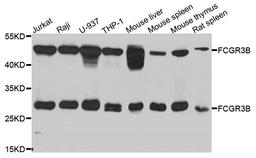 Western blot analysis of extracts of various cell lines using FCGR3B antibody