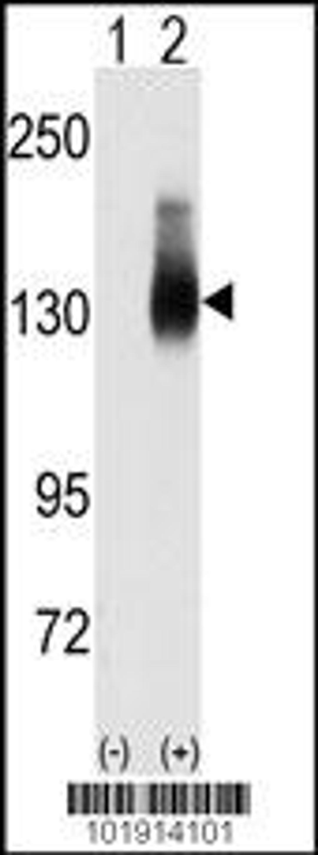 Western blot analysis of Jag2 using JAG2 Antibody using 293 cell lysates (2 ug/lane) either nontransfected (Lane 1) or transiently transfected with the JAG2 gene (Lane 2).