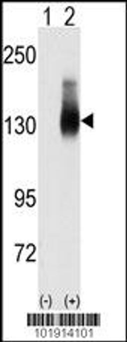 Western blot analysis of Jag2 using JAG2 Antibody using 293 cell lysates (2 ug/lane) either nontransfected (Lane 1) or transiently transfected with the JAG2 gene (Lane 2).