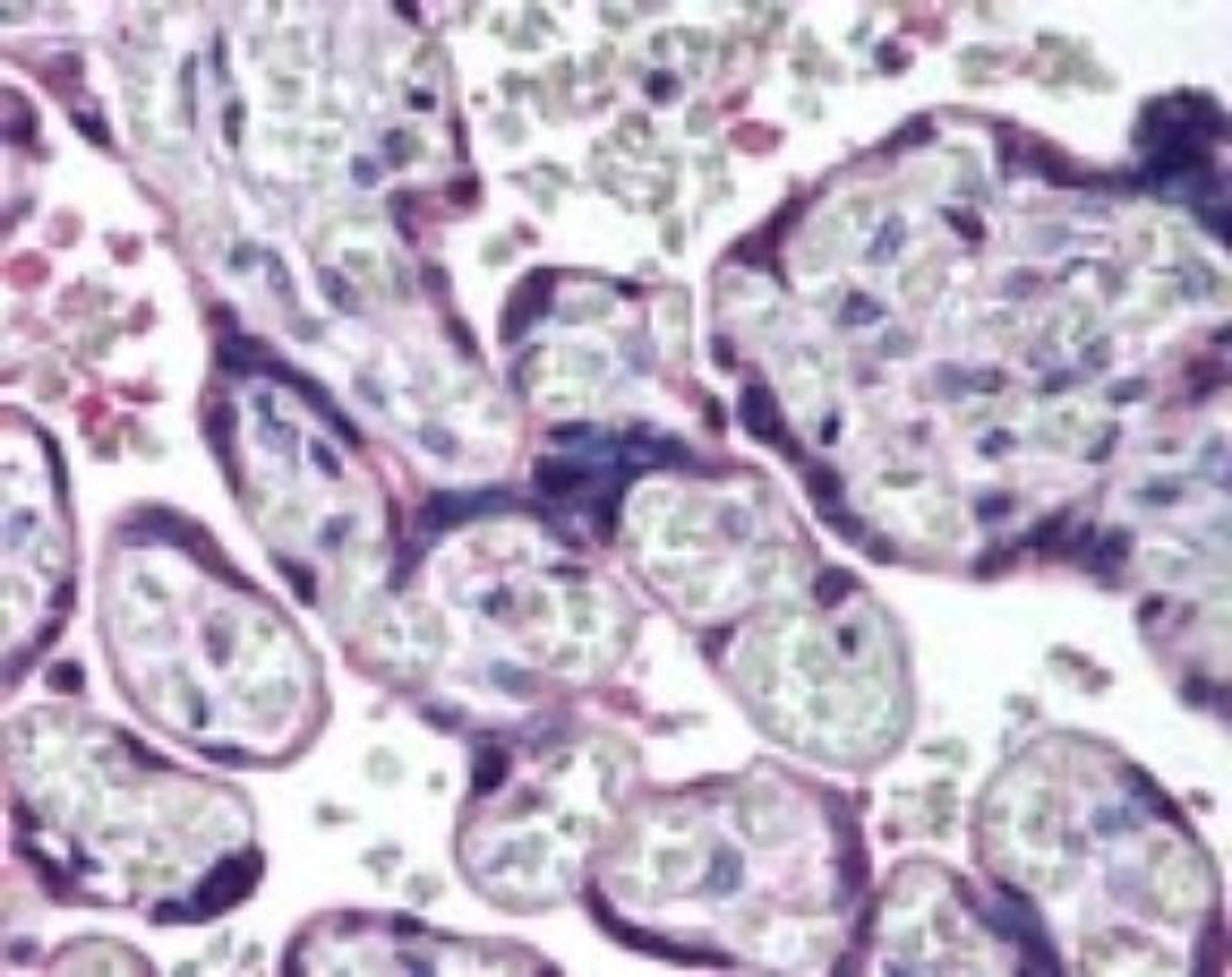 Immunohistochemistry-Paraffin: HAPLN3 Antibody [NBP2-24476] - IHC analysis of human placenta using NBP2-24476 at 10 ug/ml.