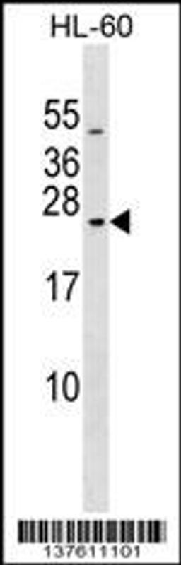 Western blot analysis in HL-60 cell line lysates (35ug/lane).