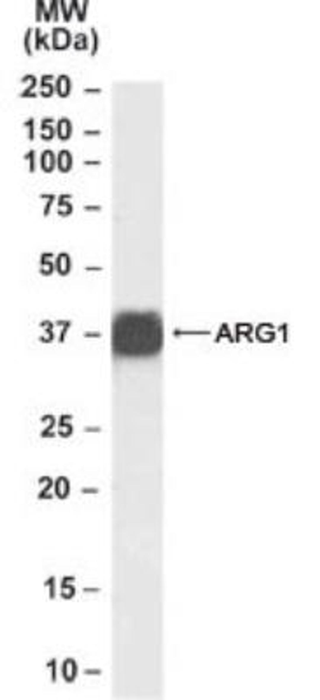 Western Blot: Arginase 1/ARG1/liver Arginase Antibody [NB100-59740] - Analysis of liver Arginase (rat) using this antibody at 1ug/ml  (35ug protein in RIPA buffer).