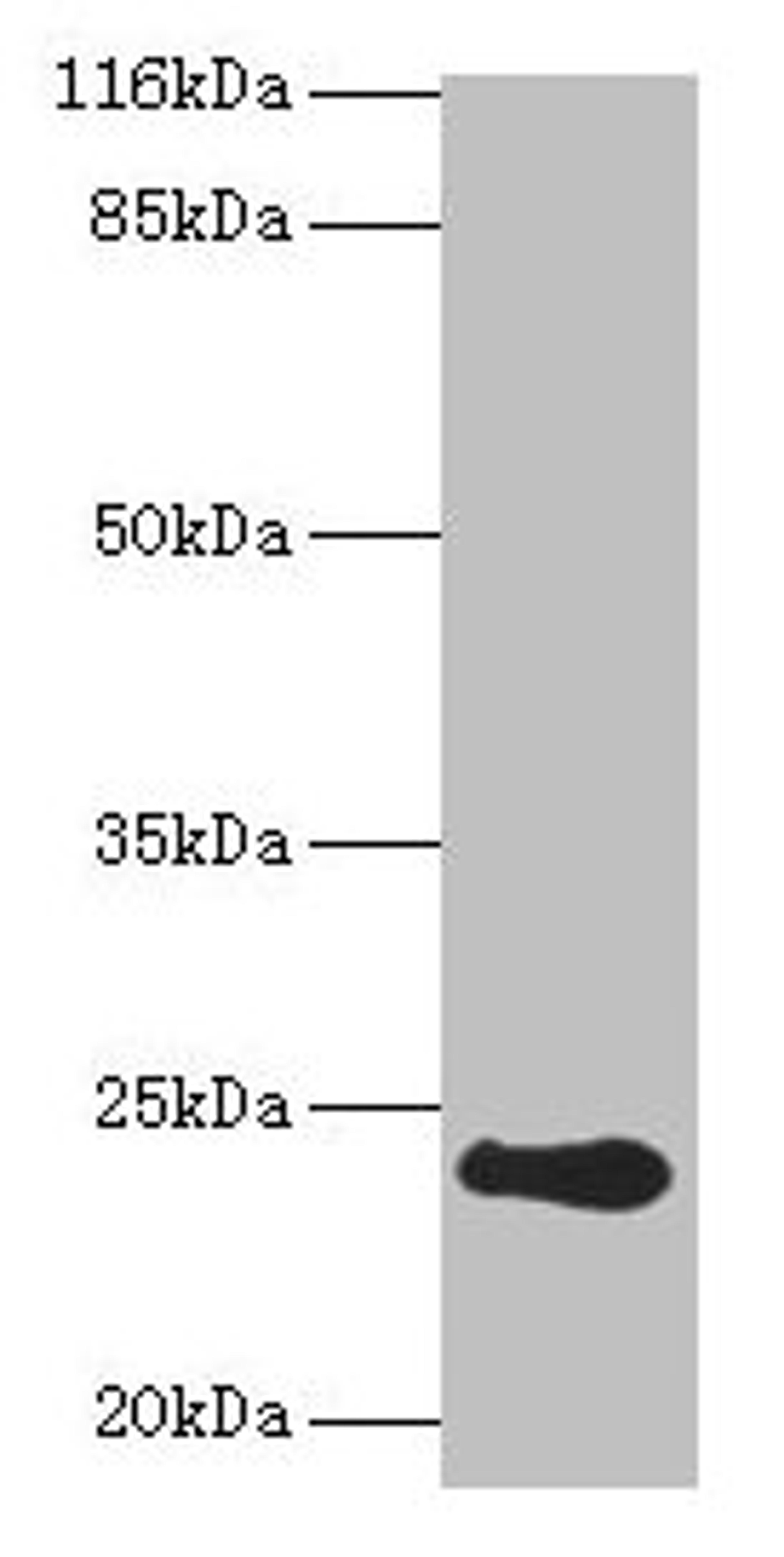 Western blot. All lanes: RCVRN antibody at 2µg/ml + Mouse eye tissue. Secondary. Goat polyclonal to rabbit IgG at 1/10000 dilution. Predicted band size: 24 kDa. Observed band size: 24 kDa