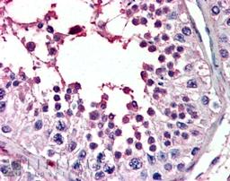 46-184 (3.8ug/ml) staining of paraffin embedded Human Testis. Steamed antigen retrieval with citrate buffer pH 6, AP-staining.