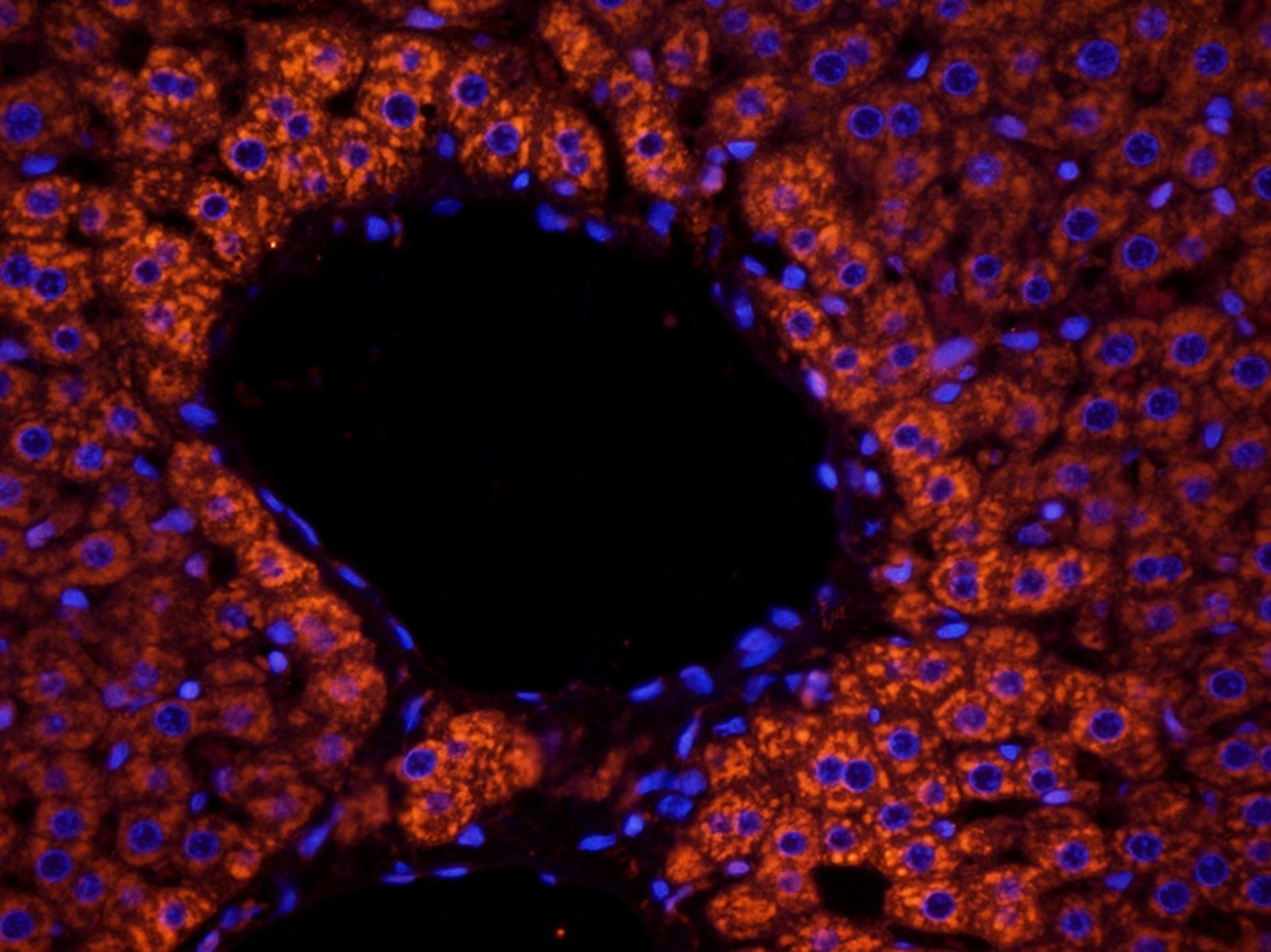 IF analysis of rat liver tissue using anti-MARCO (2.5 ug/ml)