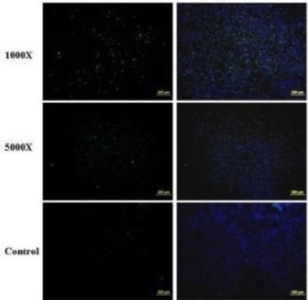 Immunocytochemistry/Immunofluorescence: Enterovirus 71 Antibody [NBP2-42843] - Analysis of paraformaldehyde-fixed EV71 infected Vero cell, using EV71 antibody at 1:1000 and 1:5000 dilution.