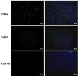 Immunocytochemistry/Immunofluorescence: Enterovirus 71 Antibody [NBP2-42843] - Analysis of paraformaldehyde-fixed EV71 infected Vero cell, using EV71 antibody at 1:1000 and 1:5000 dilution.