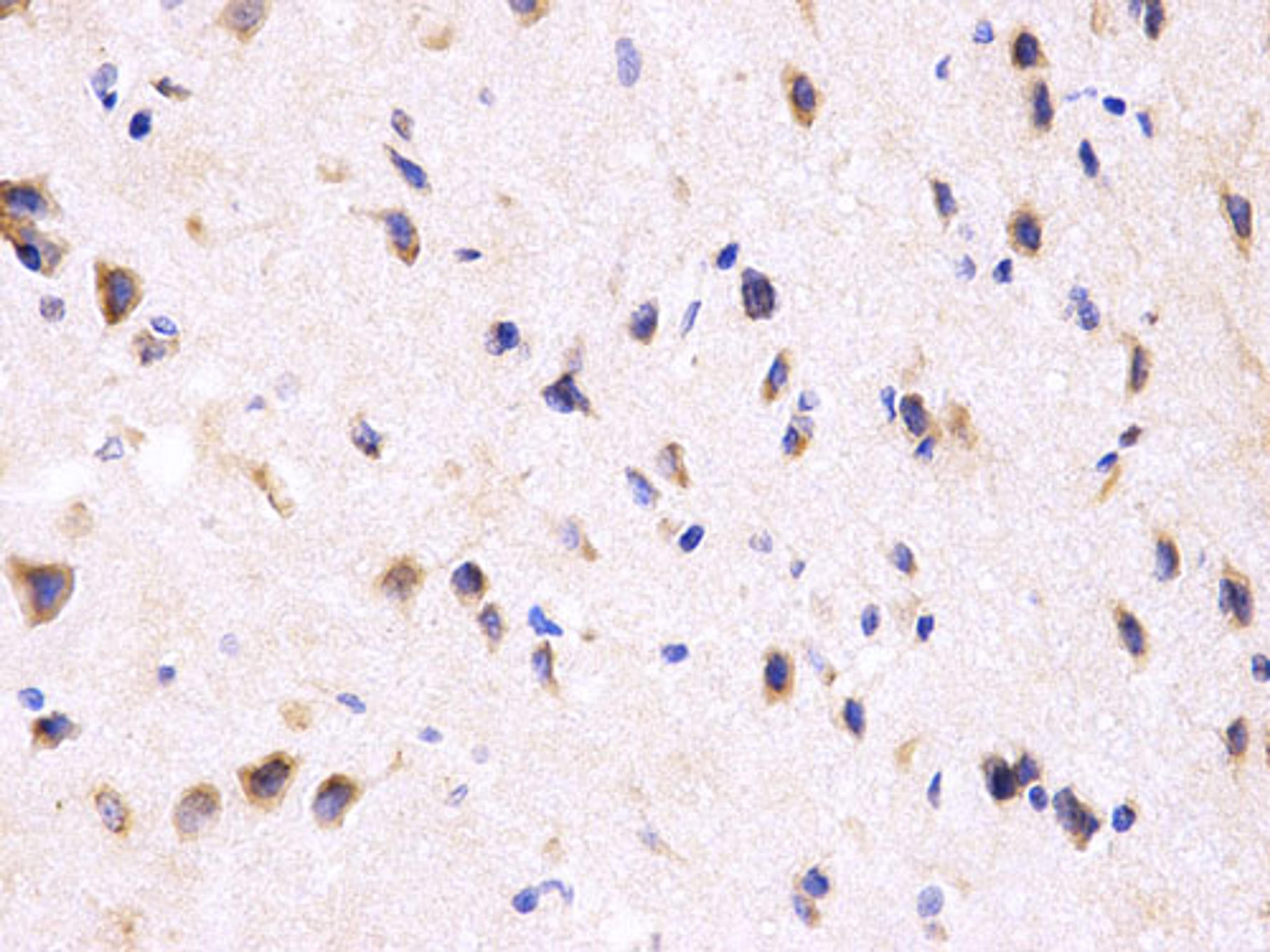 Immunohistochemistry  - PPP2R4 Antibody (A1912)