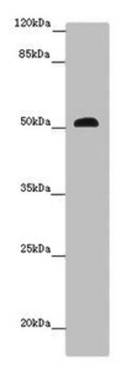 Western blot. All lanes: SCPEP1 antibody at 9 ug/ml + Mouse stomach tissue. Secondary. Goat polyclonal to rabbit IgG at 1/10000 dilution. Predicted band size: 51, 33 kDa. Observed band size: 51 kDa. 