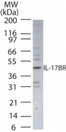 Western Blot: IL17B Antibody [NB100-56892] - analysis of IL-17BR in HeLa cell lysate using this antibody.