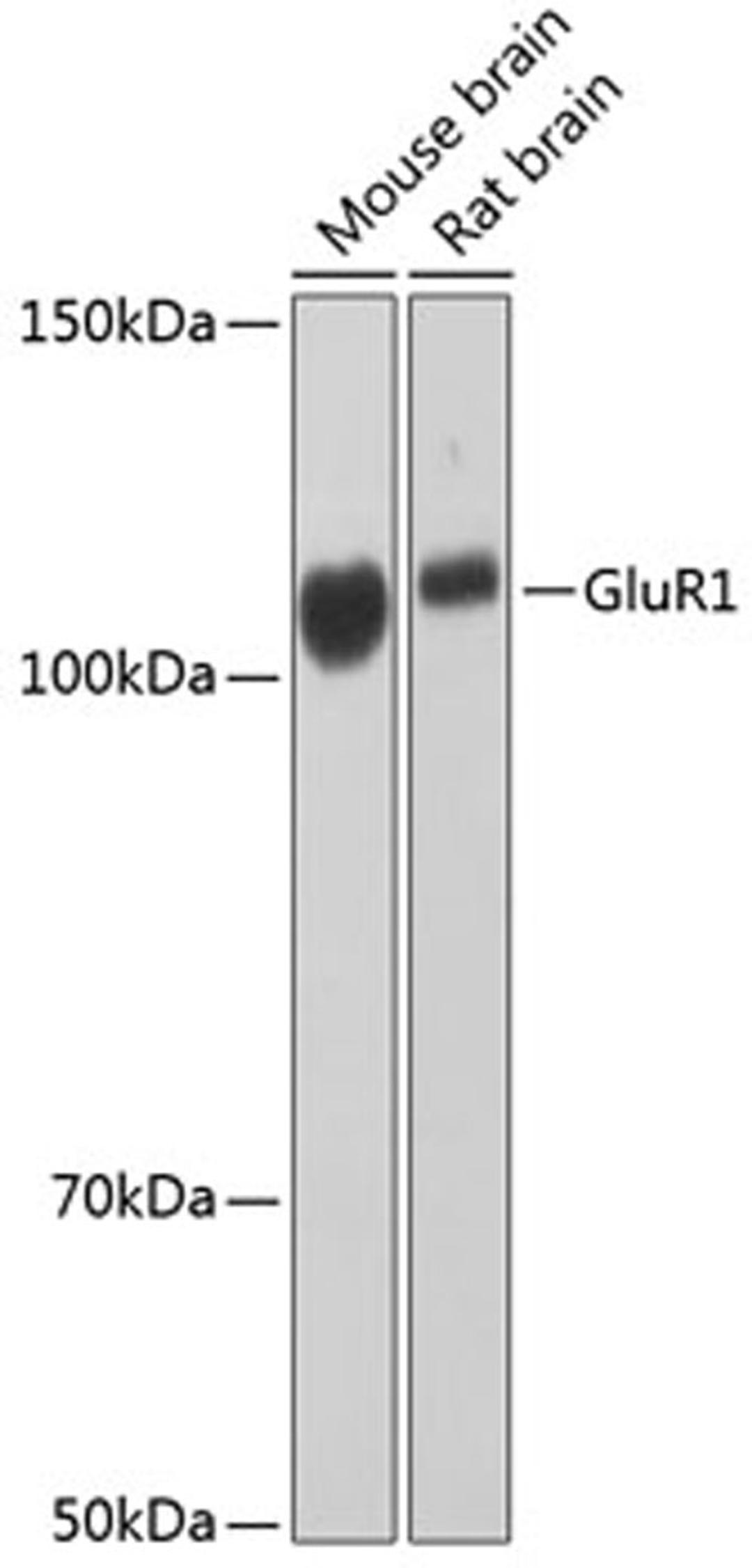 Western blot - GluR1 Rabbit mAb (A11643)