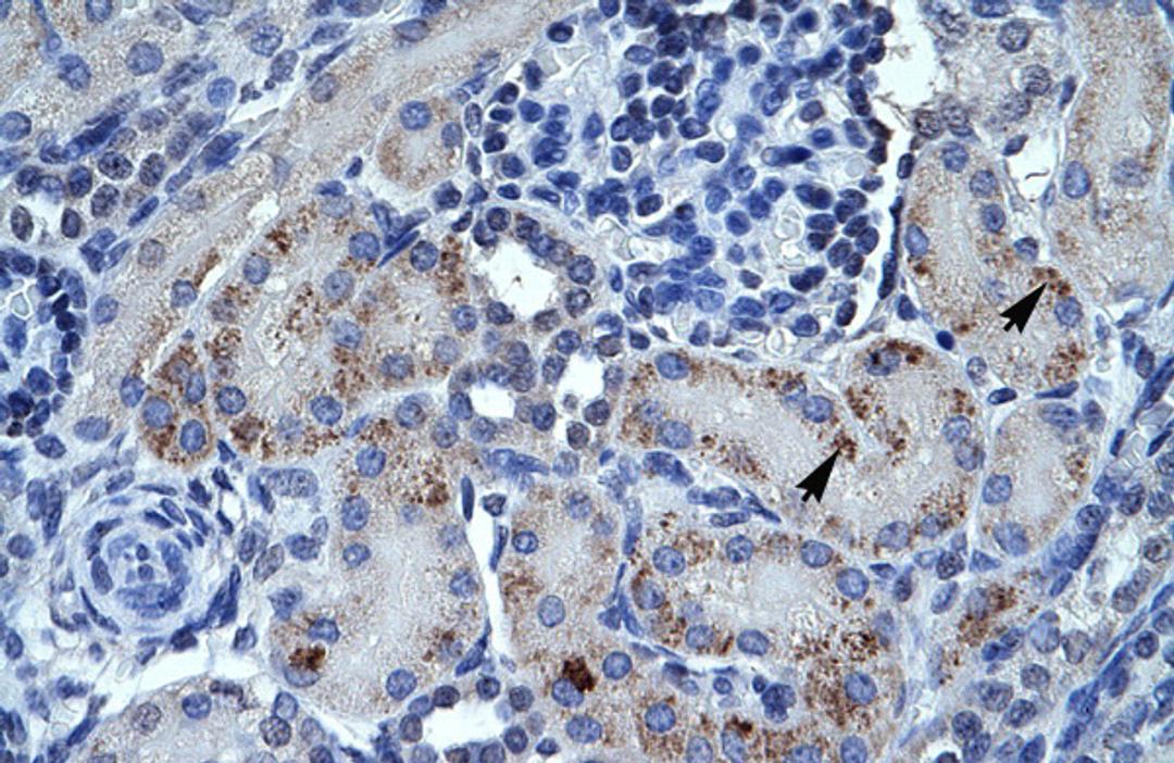 Antibody used in IHC on Human kidney.