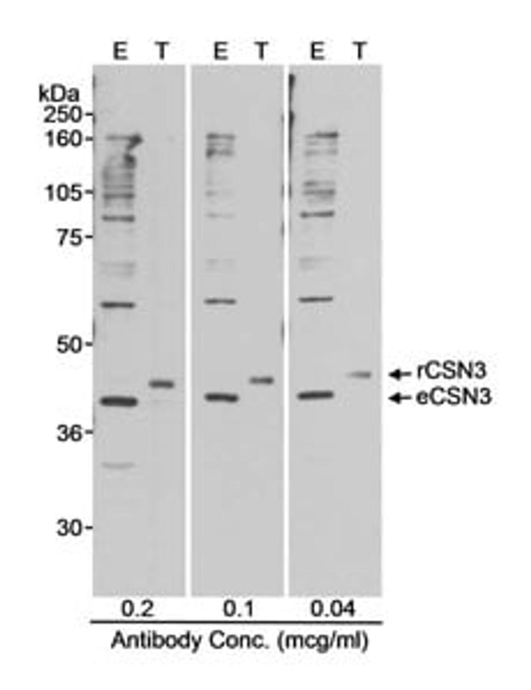 Detection of human CSN3 by western blot.