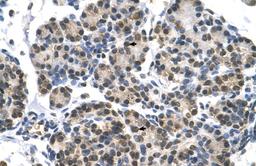 Antibody used in IHC on Human Pancreas.