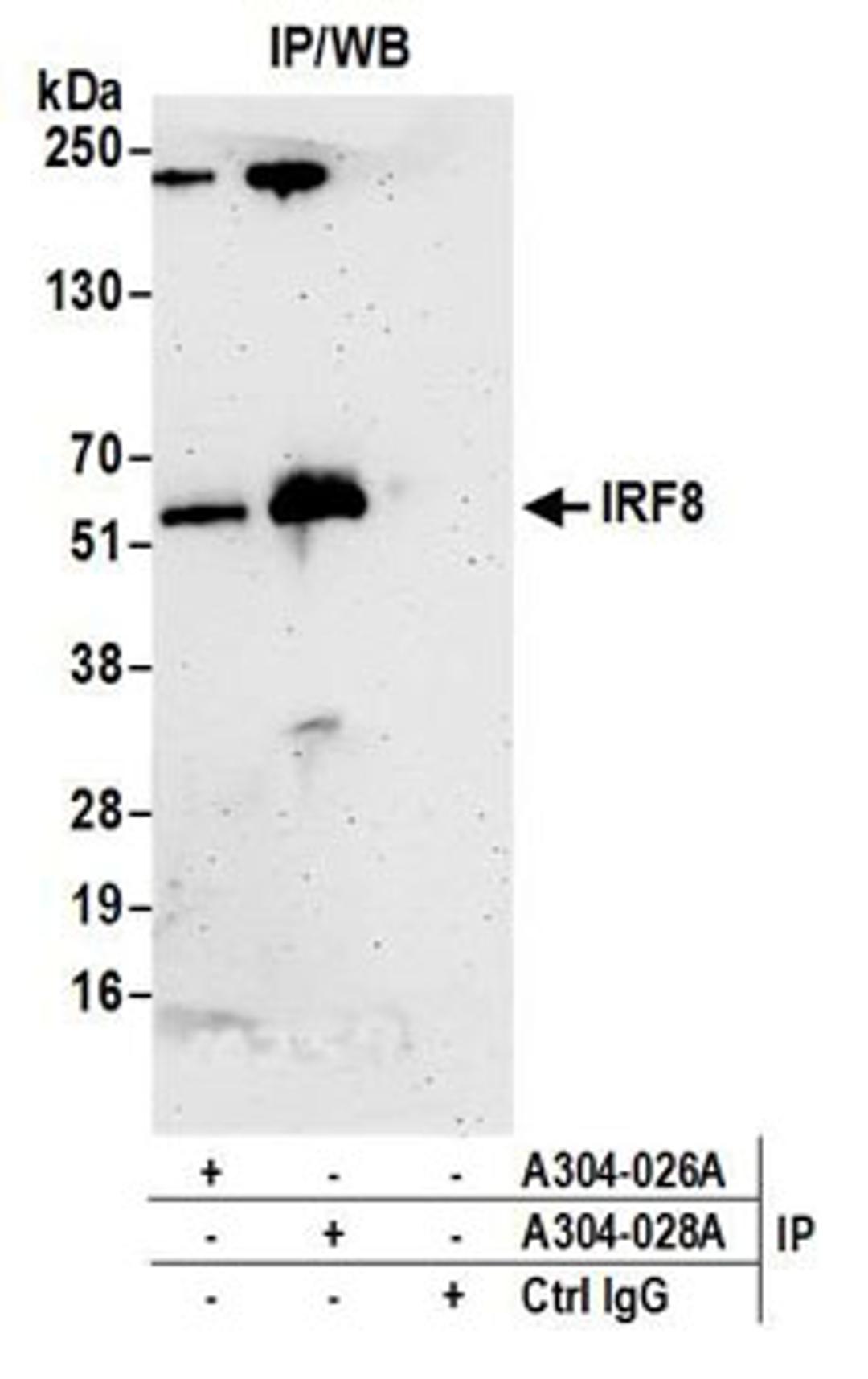 Detection of human IRF8 by western blot of immunoprecipitates.