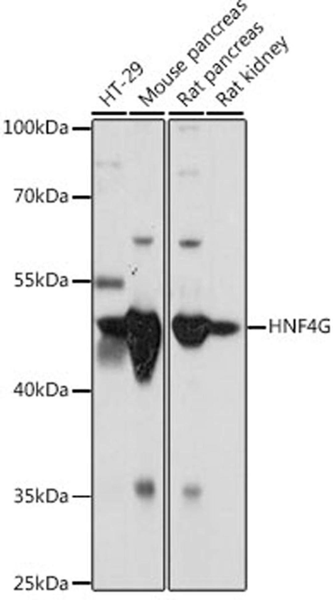 Western blot - HNF4G antibody (A16051)