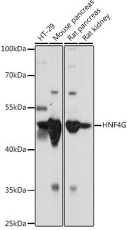 Western blot - HNF4G antibody (A16051)