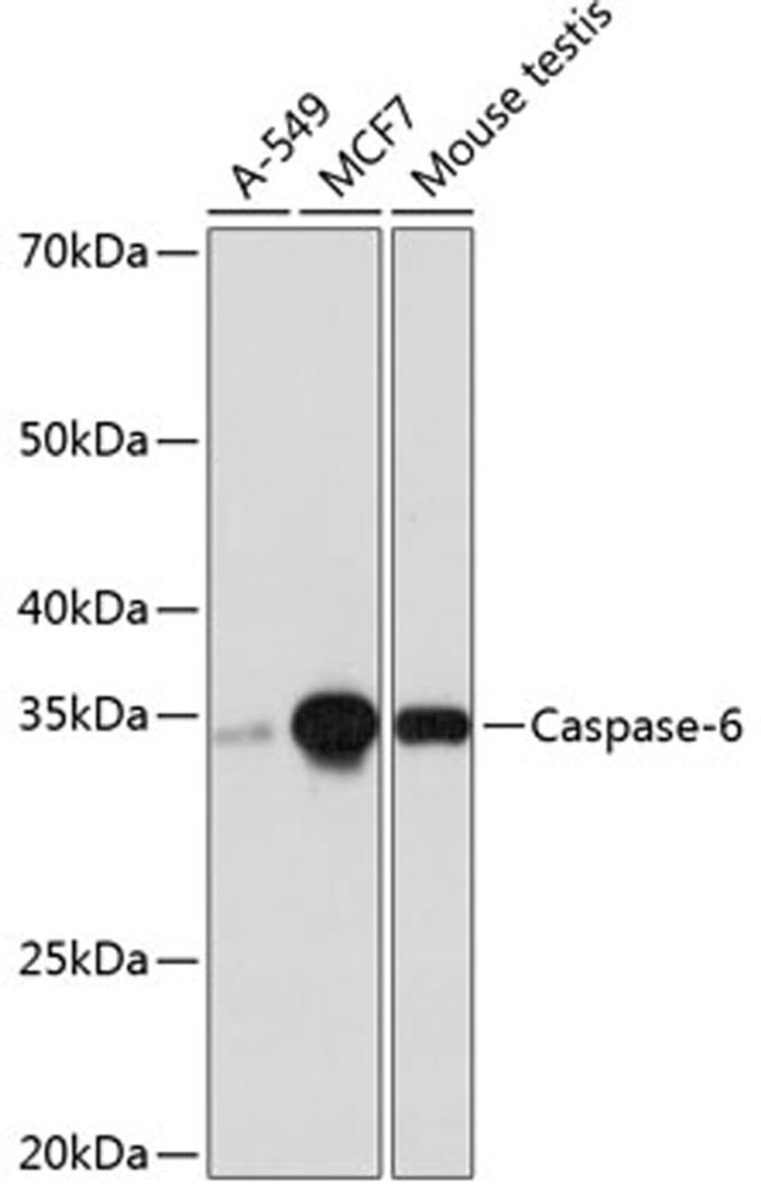 Western blot - Caspase-6 antibody (A19559)