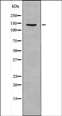 Western blot analysis of IL-4 treated HeLa whole cell lysates using QIK/QSK -Phospho-Thr175/163- antibody