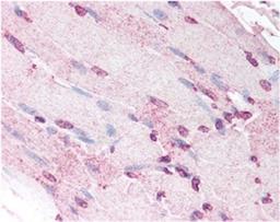 Immunohistochemistry: Defensin alpha 5 Antibody (8C8) [NB110-60002] - Human skeletal muscle myocytes showing moderate nuclear and faint cytoplasmic staining.