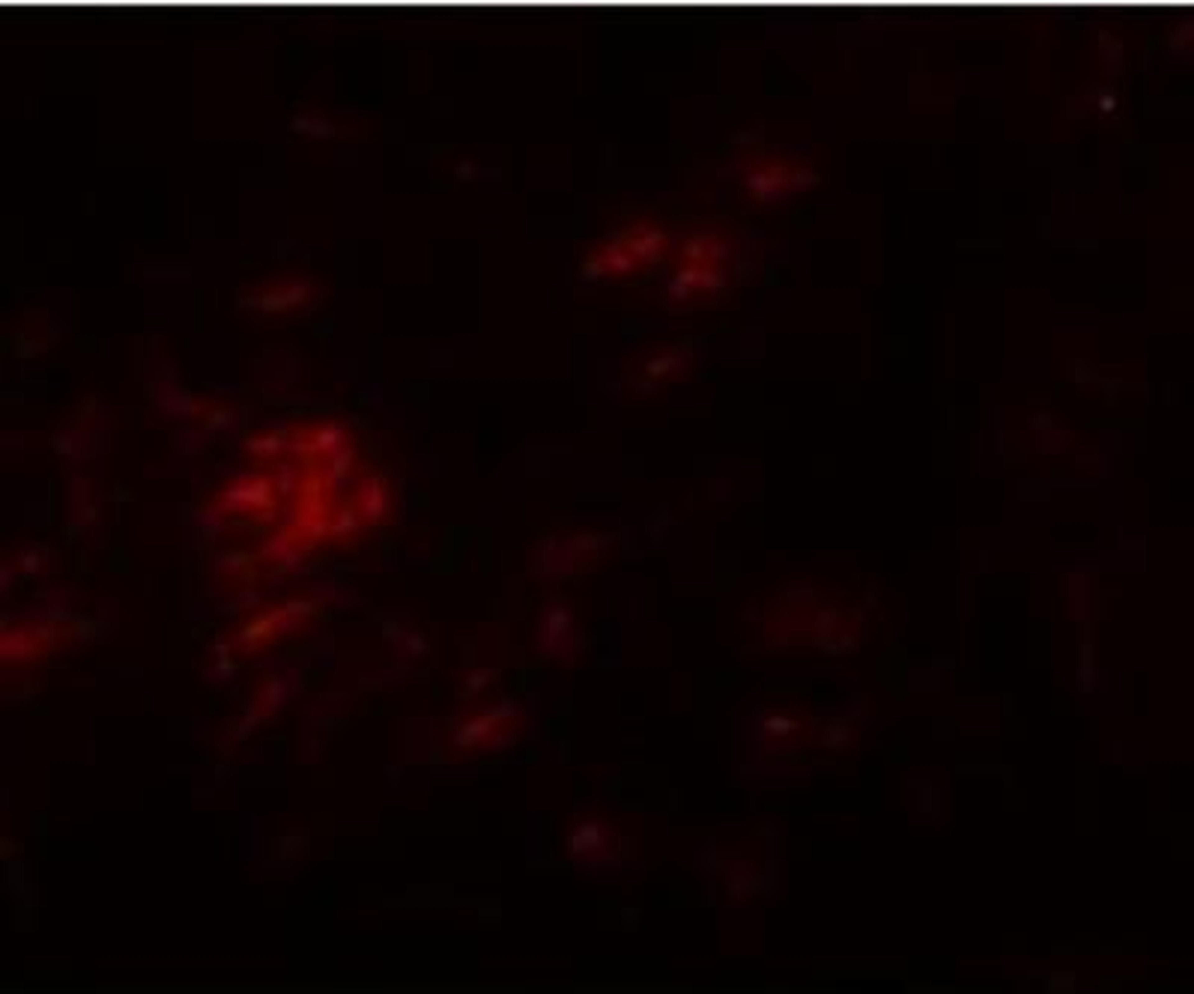 Immunocytochemistry/Immunofluorescence: SHISA9 Antibody [NBP1-76496] - Human brain tissue.