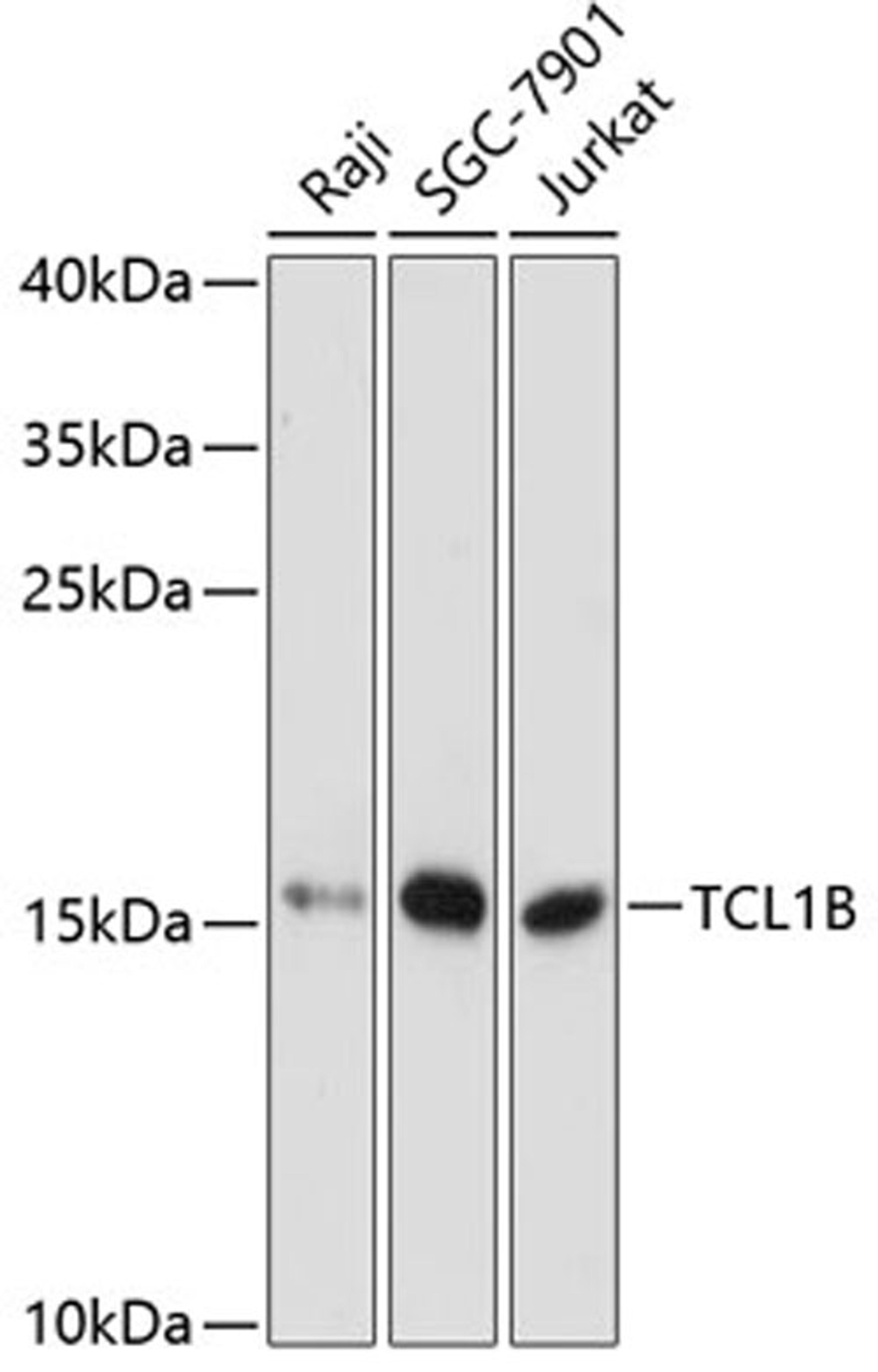 Western blot - TCL1B antibody (A12822)