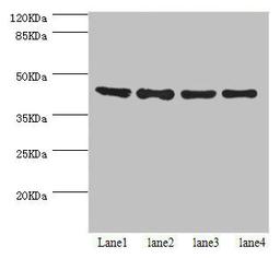 Western blot. All lanes: HERPUD1 antibody at 2.07ug/ml. Lane 1: HepG2 whole cell lysate. Lane 2: Hela whole cell lysate. Lane 3: PC-3 whole cell lysate. Lane 4: 293T whole cell lysate. Secondary. Goat polyclonal to rabbit IgG at 1/10000 dilution. Predicted band size: 44, 27, 41 kDa. Observed band size: 44 kDa. 