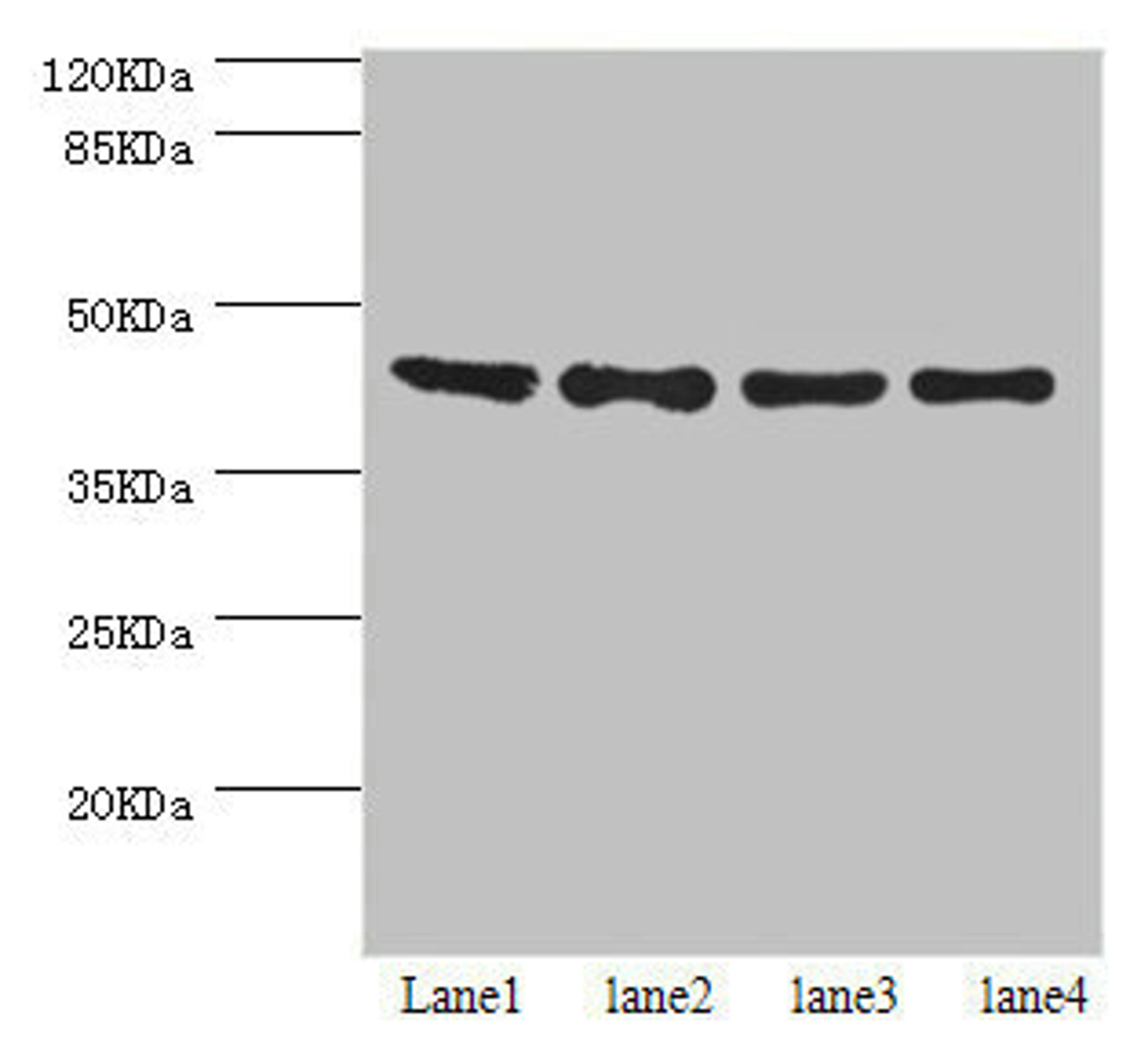 Western blot. All lanes: HERPUD1 antibody at 2.07ug/ml. Lane 1: HepG2 whole cell lysate. Lane 2: Hela whole cell lysate. Lane 3: PC-3 whole cell lysate. Lane 4: 293T whole cell lysate. Secondary. Goat polyclonal to rabbit IgG at 1/10000 dilution. Predicted band size: 44, 27, 41 kDa. Observed band size: 44 kDa. 